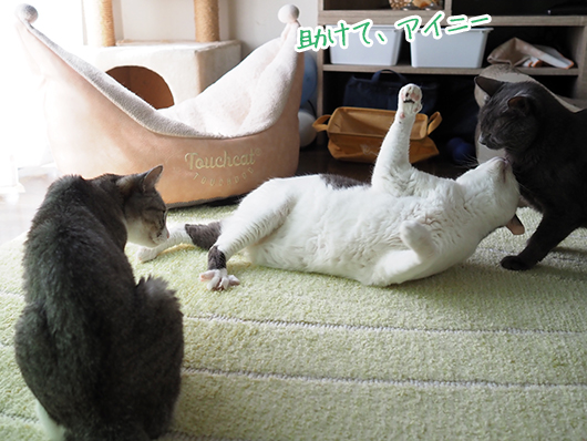 ケンカする猫