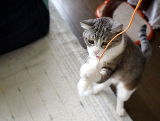 狙った獲物は逃がさない ねこ３生活 Powered By ライブドアブログ
