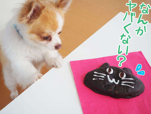 猫のパンと犬