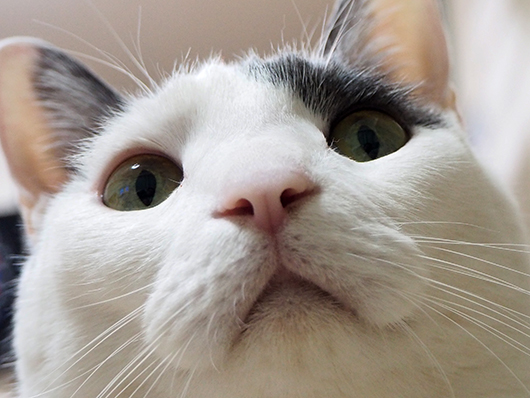 猫のマズル