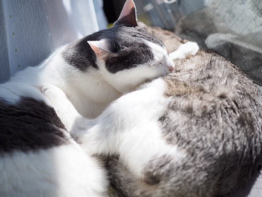 仲良しの猫