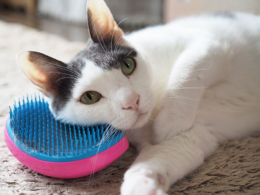 タングルティーザーと猫