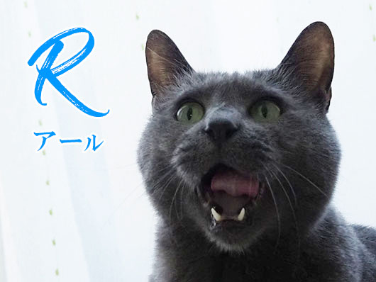 グレ猫