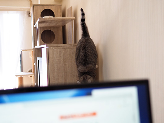 ねこ3