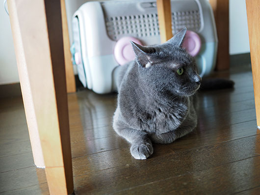テーブルの下の猫
