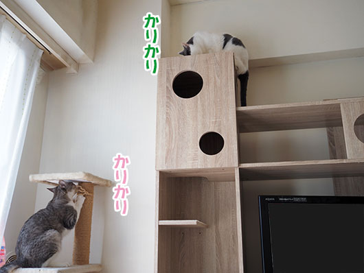 キャットタワーの猫