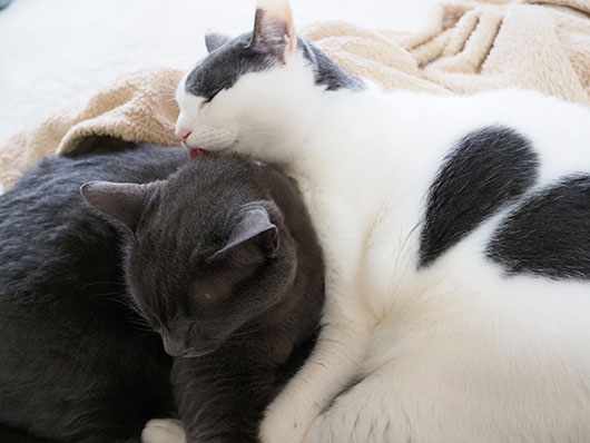 仲良しな猫
