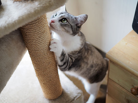 キャットタワーと猫