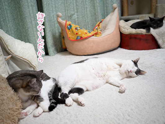 怒る猫