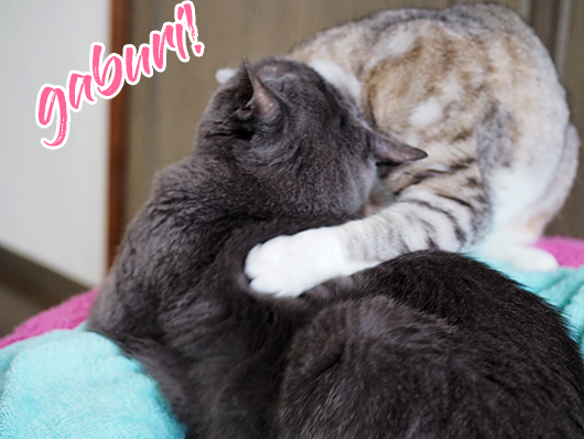 ケンカする猫