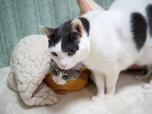 寒い日の猫