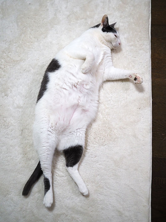 寝転がる猫