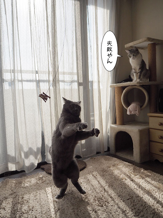 猫じゃらしで遊ぶ猫