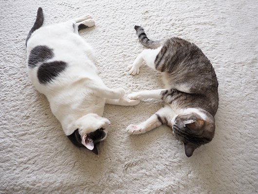 スーパー猫の日に ニャーニャー合戦 ねこ３生活