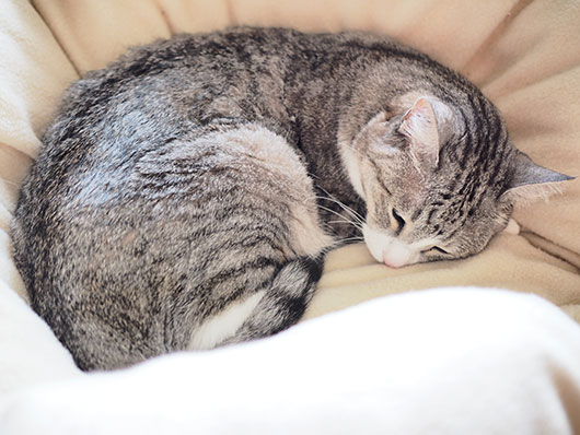 眠る猫