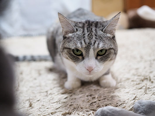 睨みつける猫