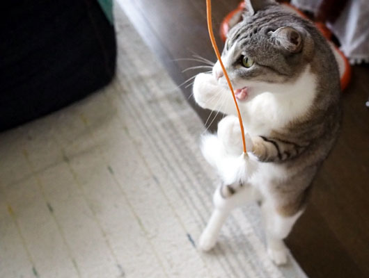 猫じゃらしを追う猫