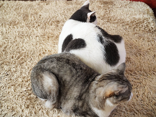 ハート猫