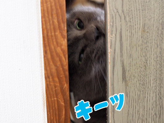 閉じ込められた猫