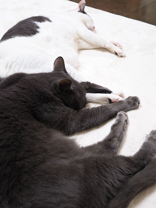 眠る猫