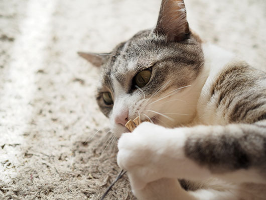 猫じゃらしで遊ぶ猫
