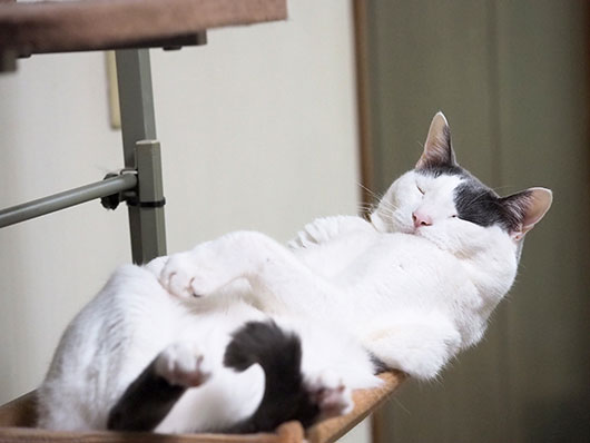 ハンモックの上の猫