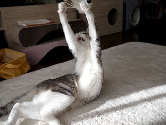 猫じゃらしで遊ぶ猫