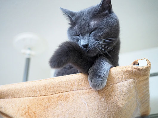 ハンモックの上の猫