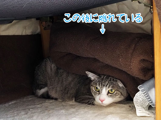 コタツの中の猫