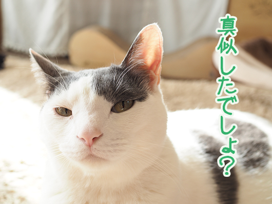 文句を言う猫