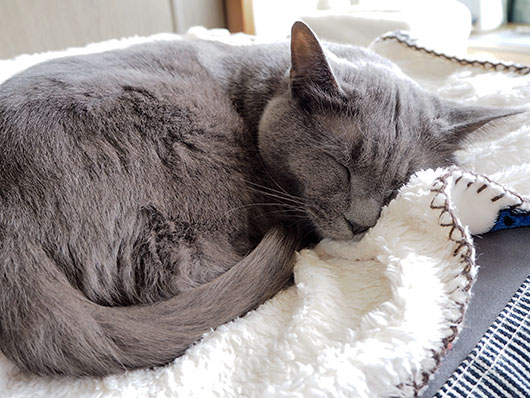 寝ている猫