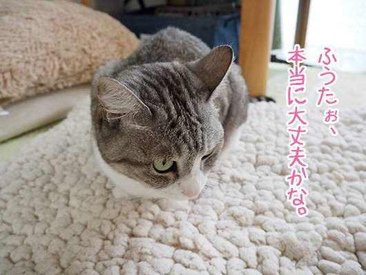 サバ白の猫