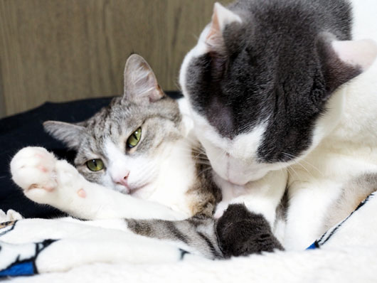 固まる猫
