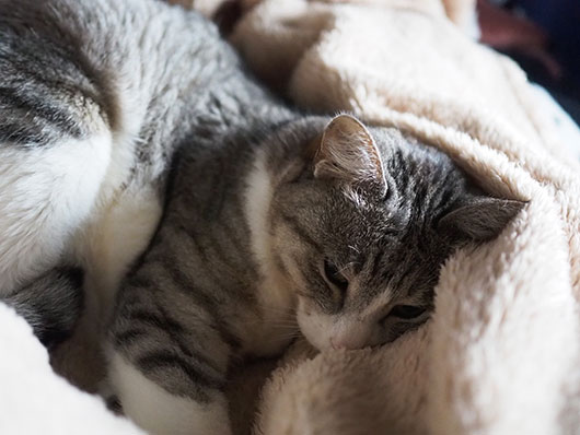 眠る猫