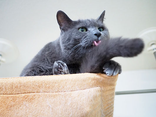 ハンモックの上の猫