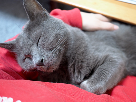 腕な中で眠る猫