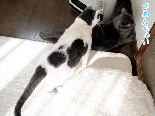 ケンカする猫