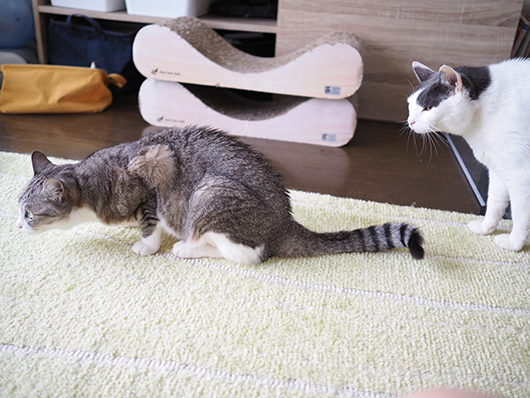 ねこ3