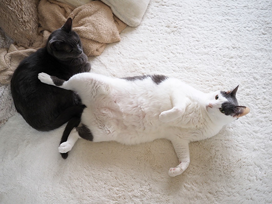 ケンカする猫