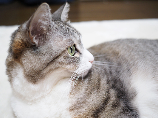 ねこ3