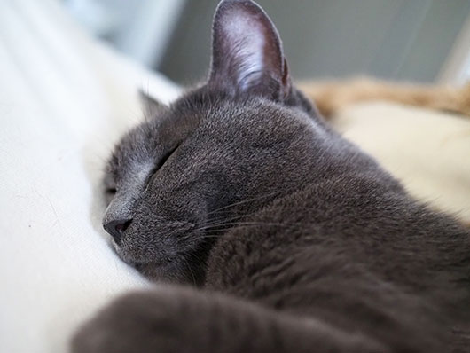 眠る猫
