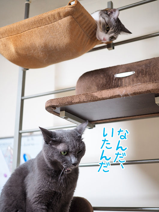 キャットウォークと猫
