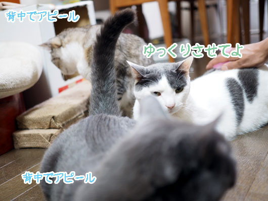 順番待ちの猫