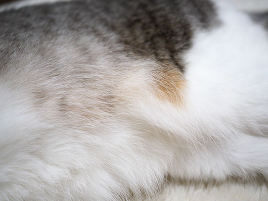 ねこ3
