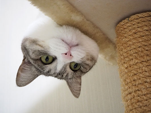 覗き込む猫
