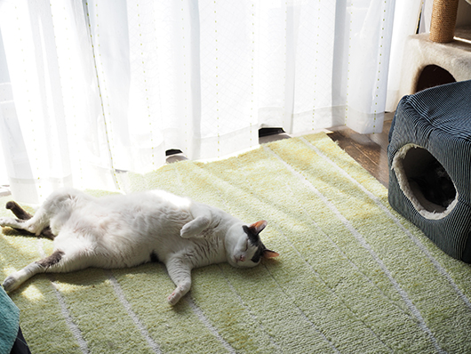 寝転がる猫