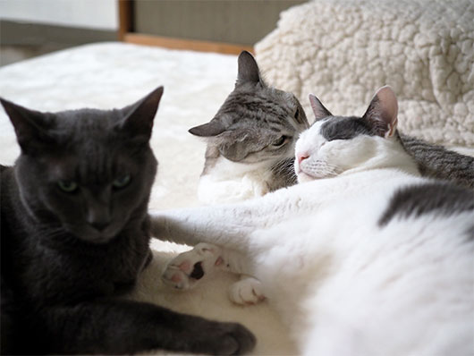 イチャつく猫