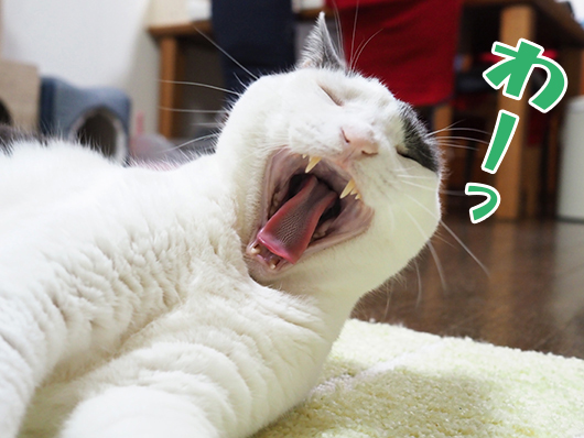 あくびをする猫