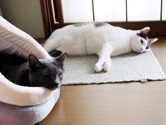 キャットハウスの猫