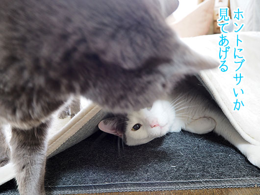 寒い日の猫